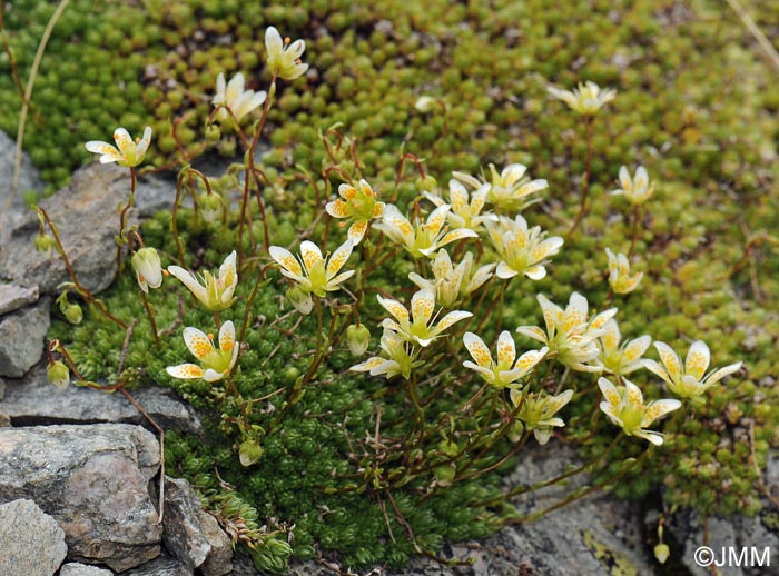 Saxifraga bryoides