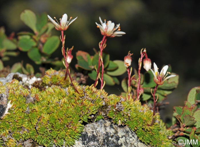 Saxifraga bryoides