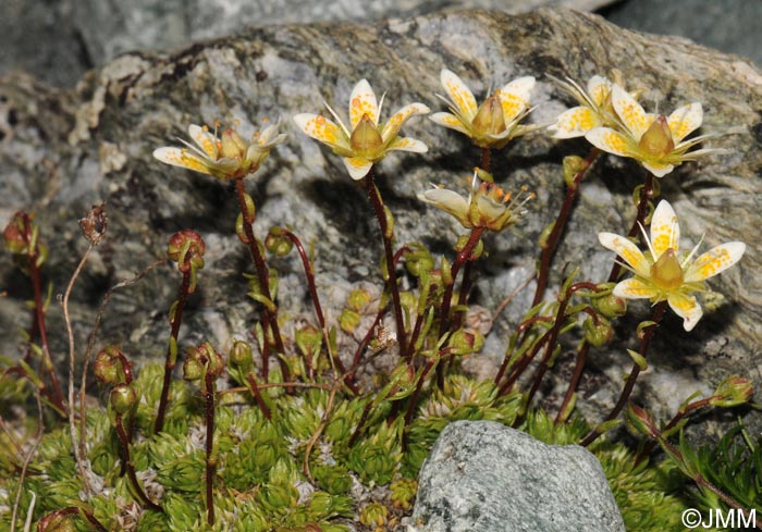 Saxifraga bryoides