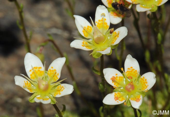 Saxifraga bryoides