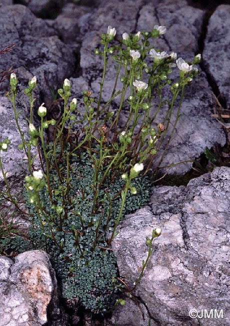 Saxifraga caesia