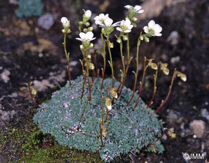 Saxifraga caesia