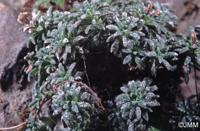 Saxifraga caesia