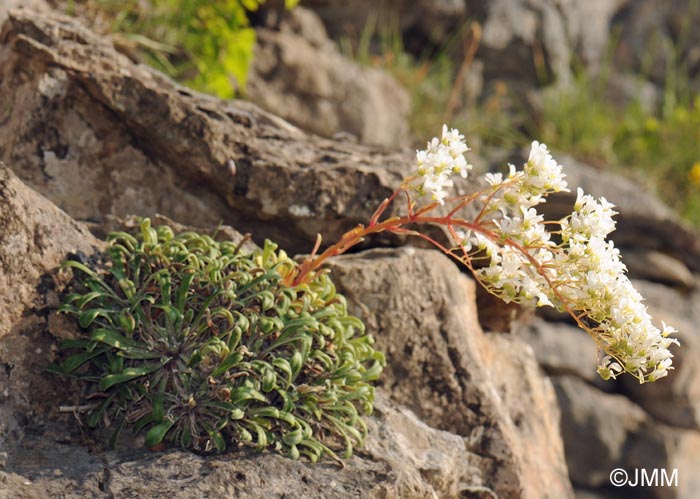 Saxifraga callosa