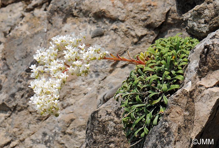 Saxifraga callosa