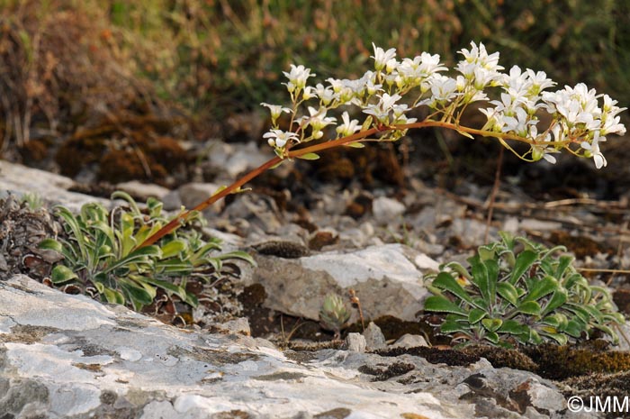 Saxifraga callosa