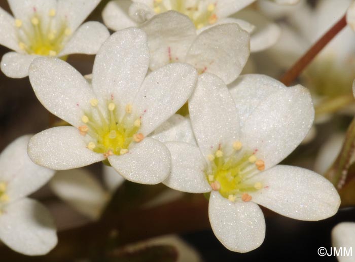 Saxifraga callosa