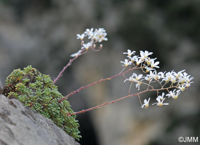 Saxifraga cochlearis