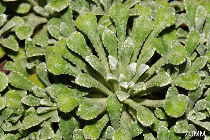 Saxifraga cochlearis