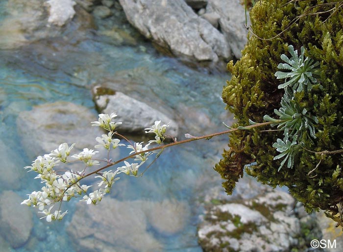 Saxifraga cochlearis