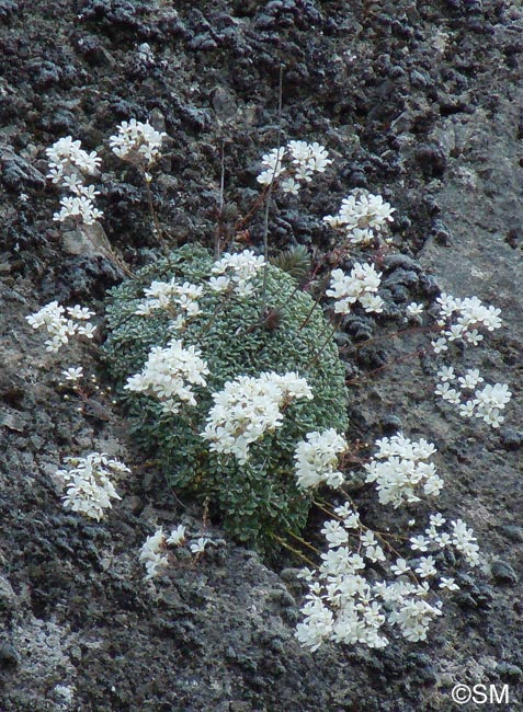 Saxifraga cochlearis