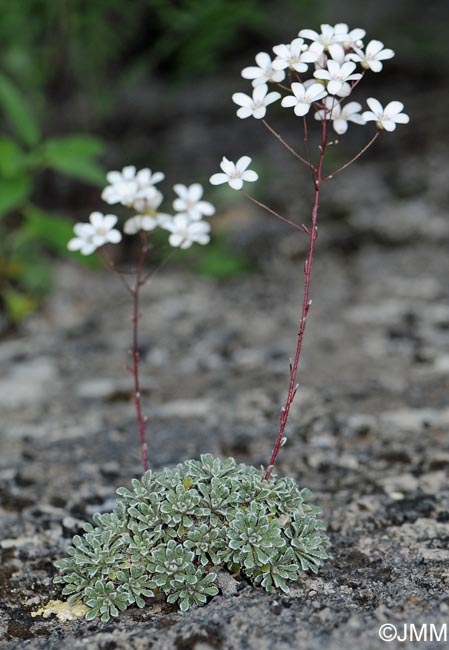 Saxifraga cochlearis