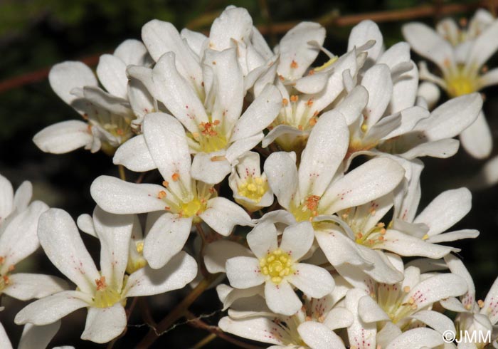 Saxifraga cochlearis