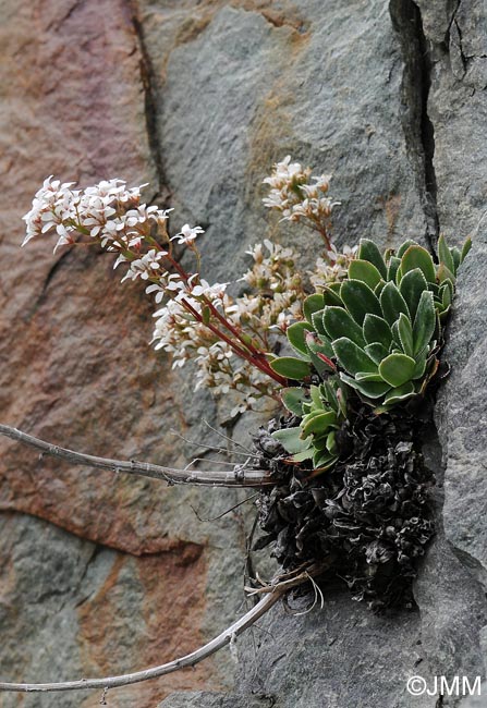 Saxifraga cotyledon