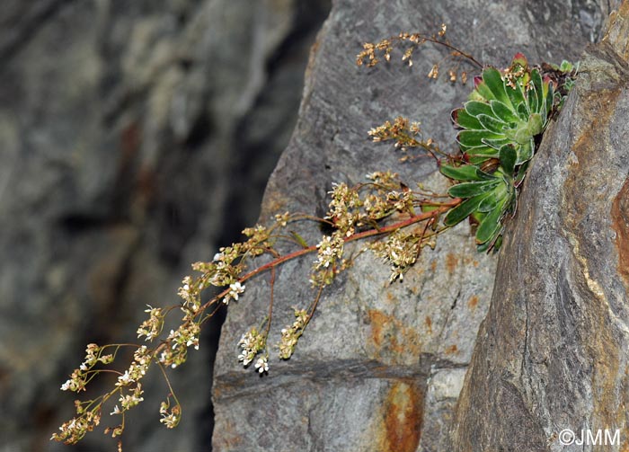 Saxifraga cotyledon