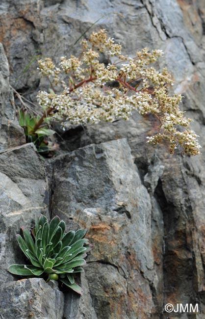 Saxifraga cotyledon