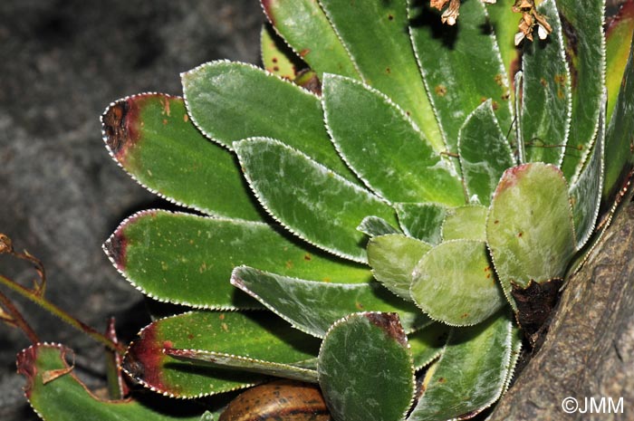 Saxifraga cotyledon