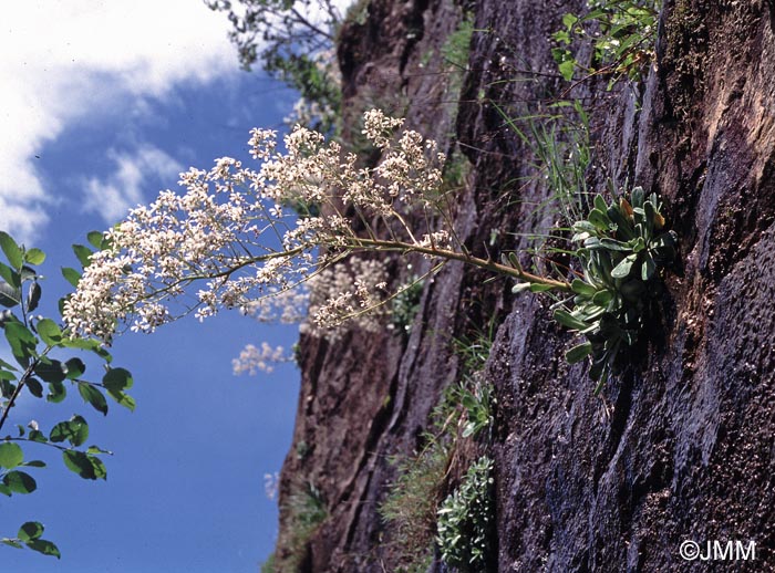 Saxifraga cotyledon