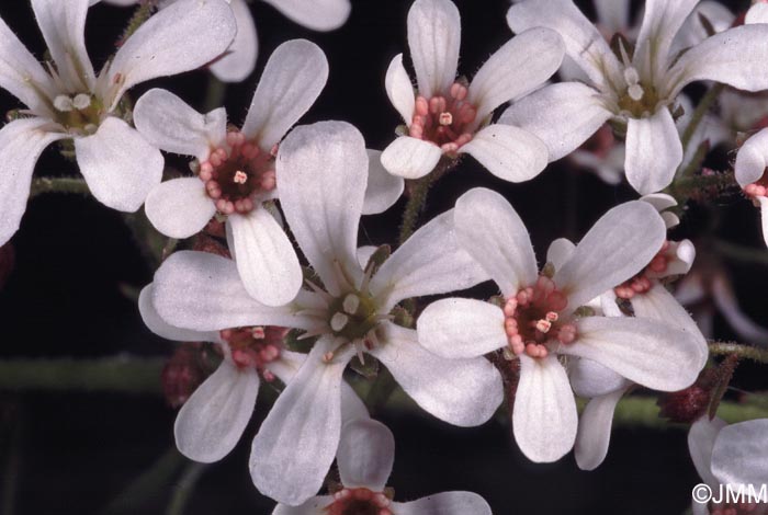 Saxifraga cotyledon