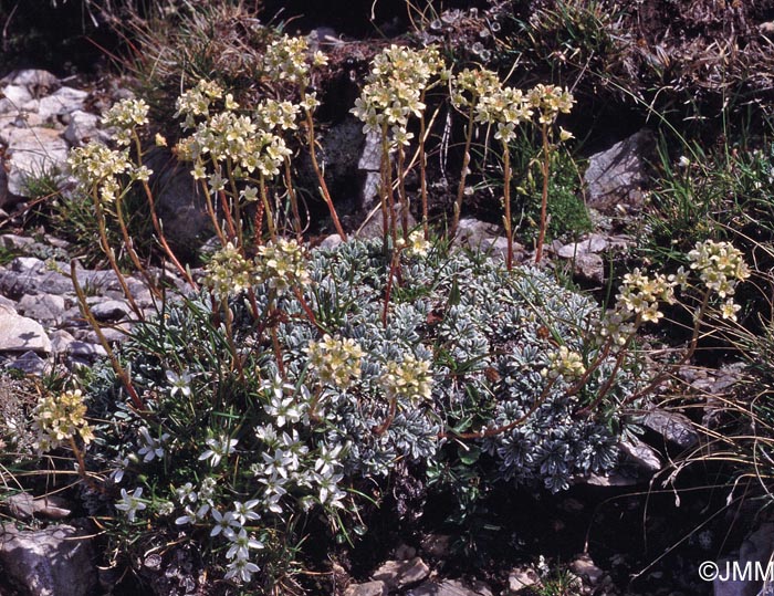 Saxifraga crustata