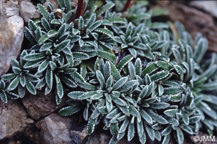 Saxifraga crustata