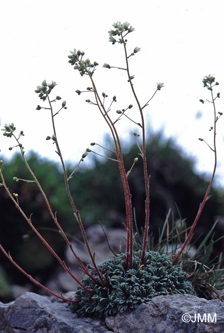 Saxifraga crustata