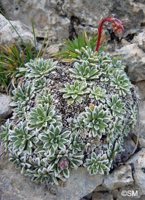 Saxifraga crustata