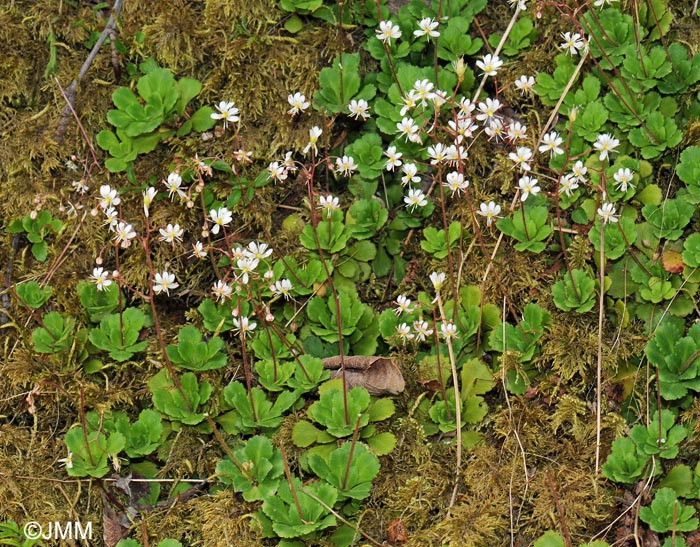 Saxifraga cuneifolia