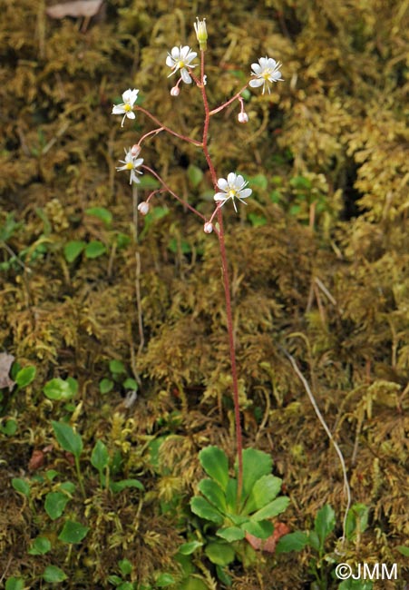 Saxifraga cuneifolia