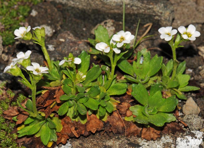 Saxifraga depressa