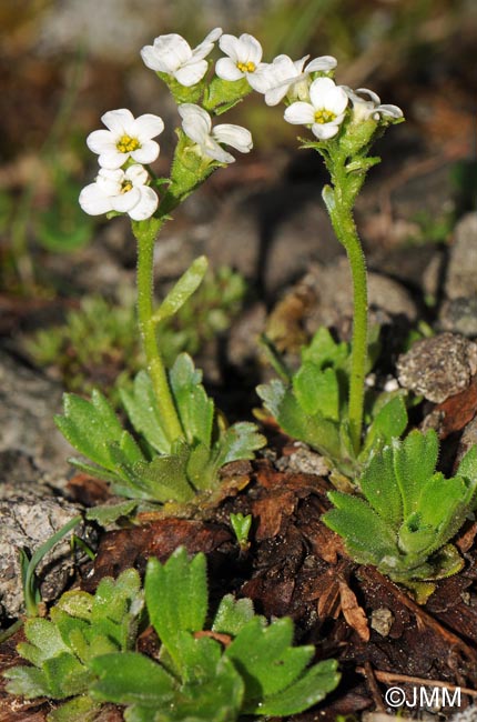 Saxifraga depressa