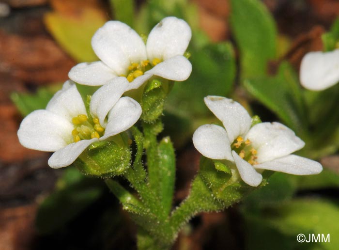 Saxifraga depressa