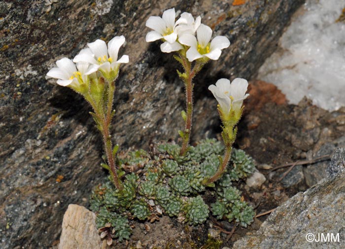 Saxifraga diapensioides