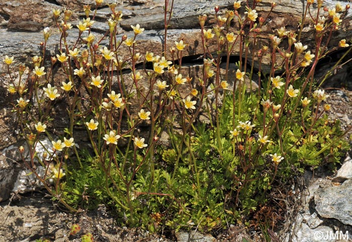 Saxifraga exarata subsp. exarata