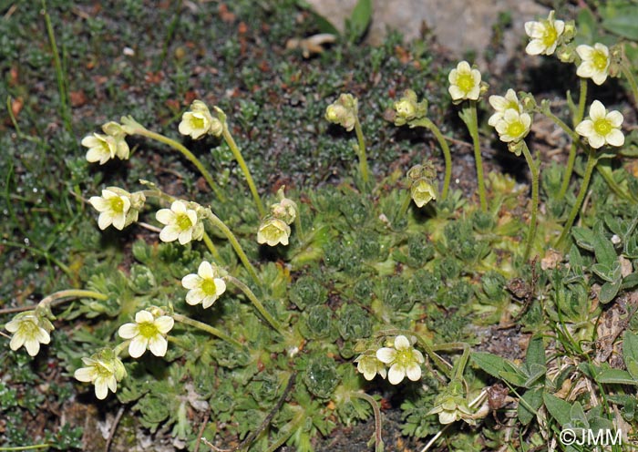 Saxifraga exarata subsp. exarata