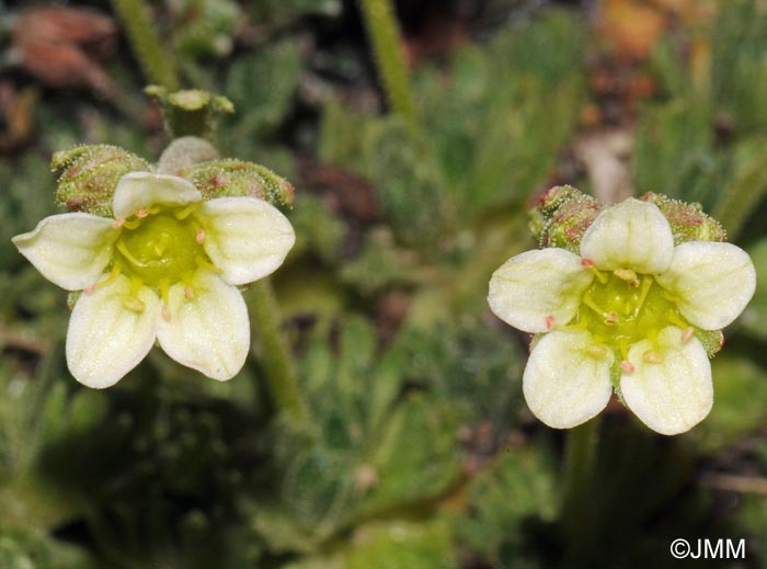 Saxifraga exarata subsp. exarata