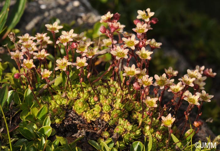 Saxifraga facchini