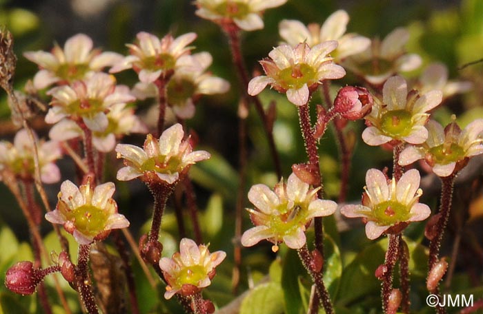 Saxifraga facchini