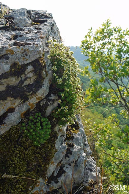 Saxifraga giziana