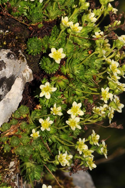 Saxifraga giziana