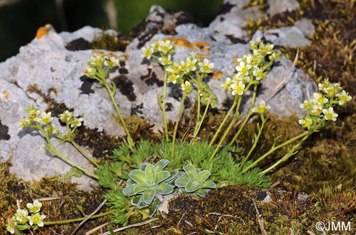 Saxifraga giziana & Saxifraga paniculata