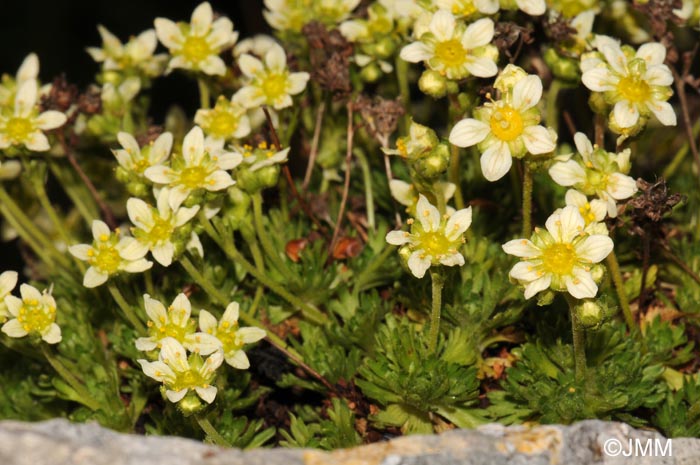 Saxifraga giziana