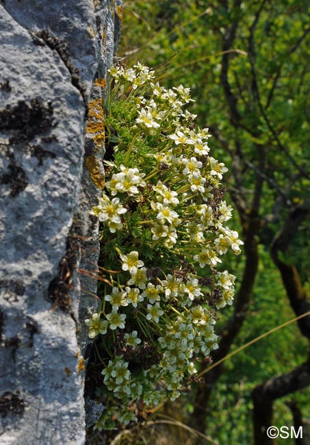 Saxifraga giziana