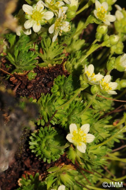 Saxifraga giziana