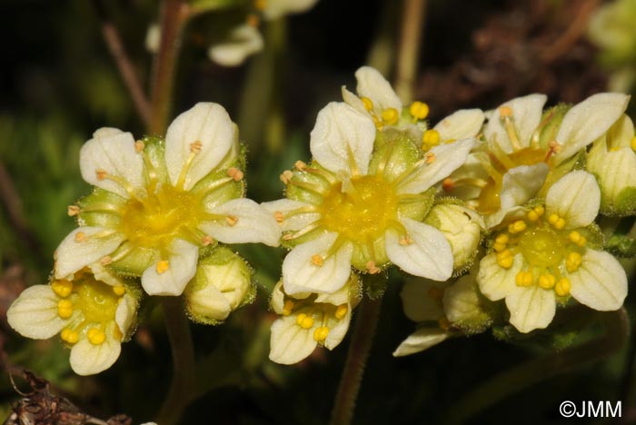 Saxifraga giziana