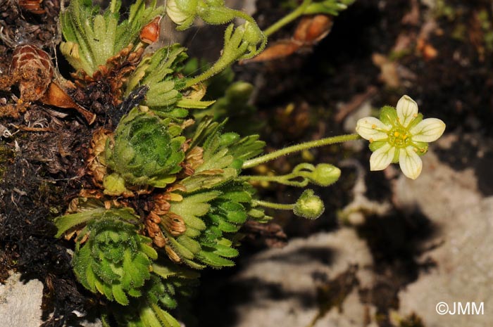 Saxifraga giziana