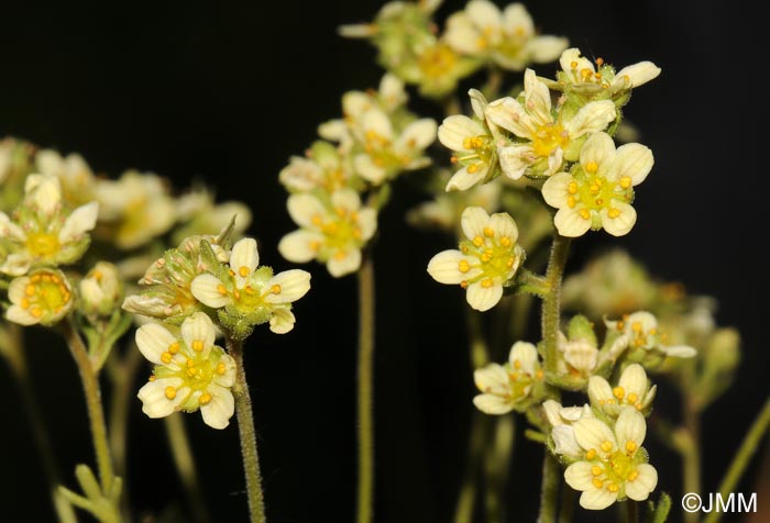 Saxifraga giziana