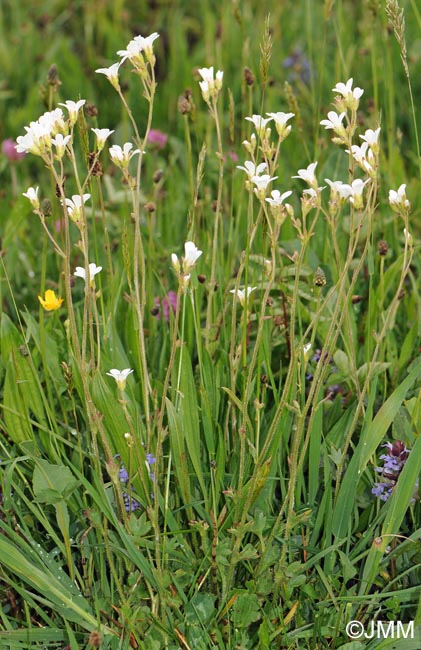 Saxifraga granulata