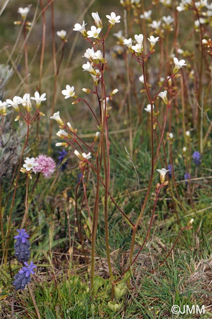 Saxifraga granulata