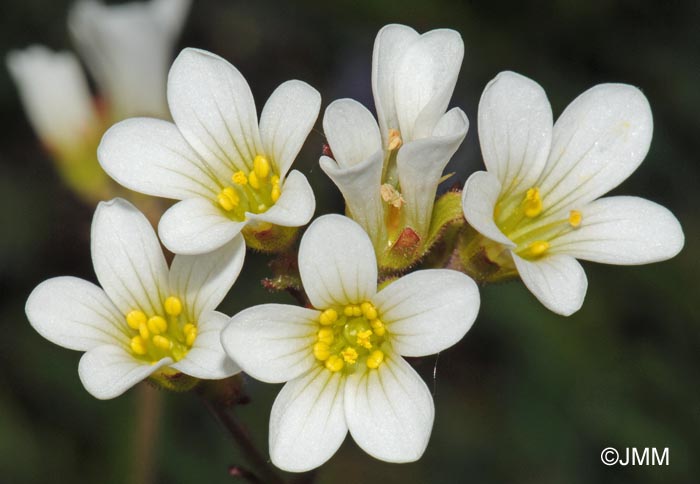 Saxifraga granulata